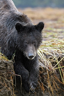 Play Prints: Canada, British Columbia, Central Coast, Great Bear Rain Forest, Grizzly