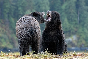 Play Prints: Canada, British Columbia, Central Coast, Great Bear Rain Forest, Grizzly