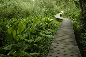 Cedars Prints: Canada, British Columbia, Mt. Revelstoke National Park, Giant cedar boardwalk
