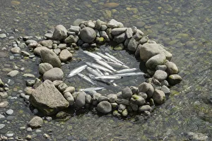 Canada, British Columbia, Vancouver, salmon in ponds, native fishing pond