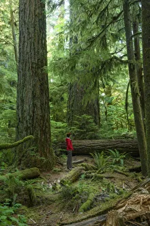 Canada, British Columbia Vancouver Island, Port Alberni, Cathedral Grove, Provincal Park