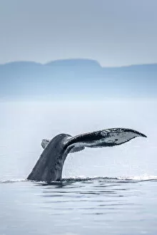 Images Dated 21st February 2020: Canada, British Columbia, Victoria. Humpback whale tail
