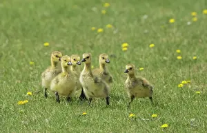 Winnipeg Prints: Canada geese (Branta canadensis) chicks in urban park