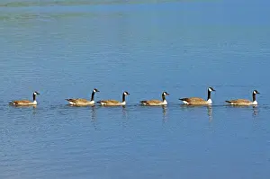 Ear Falls Prints: Canada geese (Branta canadensis) on the English River Ear Falls, Ontario, Canada