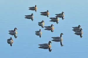 Canada geese (Branta canadensis) Oak Hammock Marsh, Manitoba, Canada