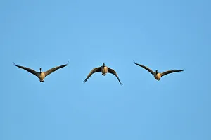 Manitoba Prints: Three Canada geese in flight Oak Hammock Marsh, Manitoba, Canada