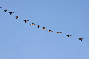 Gamebirds Prints: Canada goose, Branta canadensis. Migratory flock, Picture Butte, Alberta, Canada