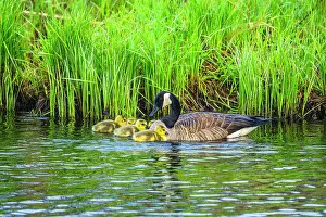 Backyards Prints: Canada goose (Branta canadensis) Adults with young in a creek