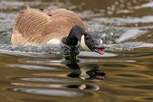 Toronto Prints: Canada Goose (Branta canadensis) at High Park in Toronto, Ontario, Canada