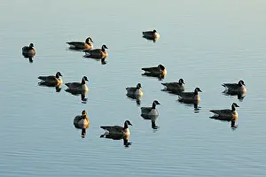 Aquatic Prints: Canada goose (Branta canadensis) Loafing in Oak Hammock Marsh at dawn