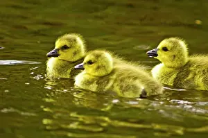 Animal Babies Prints: Canada goose (Branta canadensis) Newborn goslings swimming with parent