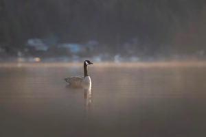 Vancouver Island Prints: Canada Goose, Vancouver Island, British Columbia, Canada