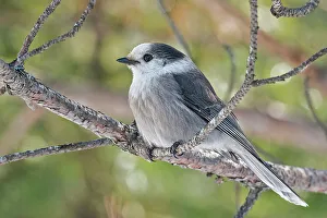 Algonquin Prints: Canada Jay (Perisoreus canadensis), Algonquin Provincial Park, Ontario, Canada