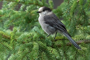 Songbird Prints: Canada jay (Perisoreus canadensis)