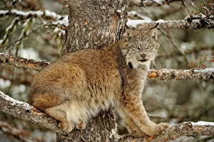 Crouching Prints: Canada lynx (Lynx canadensis)- Captive raised, Bozeman, Montana, USA