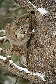 Canada lynx (Lynx canadensis)- Captive raised, Bozeman, Montana, USA