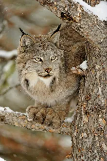 Crouching Prints: Canada lynx (Lynx canadensis)- Captive raised, Bozeman, Montana, USA