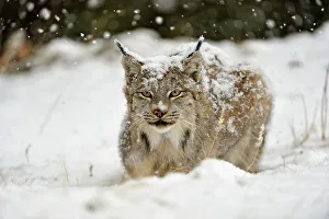 Crouching Prints: Canada lynx (Lynx canadensis)- Captive raised, Bozeman, Montana, USA