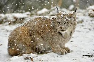 Majestic Prints: Canada lynx (Lynx canadensis)- Captive raised, Bozeman, Montana, USA