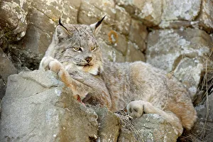 Moving Prints: Canada lynx (Lynx canadensis)- Captive raised, Bozeman, Montana, USA