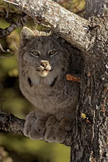 Moving Prints: Canada lynx (Lynx canadensis)- Captive raised, Bozeman, Montana, USA