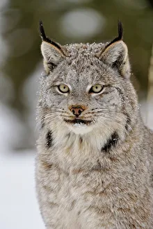 Moving Prints: Canada lynx (Lynx canadensis)- Captive raised, Bozeman, Montana, USA