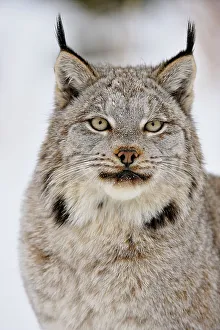 Moving Prints: Canada lynx (Lynx canadensis)- Captive raised, Bozeman, Montana, USA