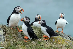 Canada, Maritimes, Newfoundland, Elliston, Atlantic Puffin, Fratercula arctica