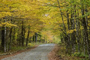 Birch Prints: Canada, New Brunswick, Fundy National Park