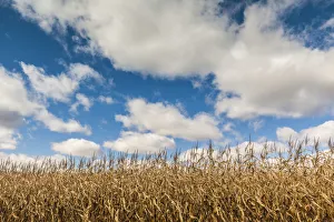 Canada, Nova Scotia, Annapolis Valley, Wolfville, farm field, autumn