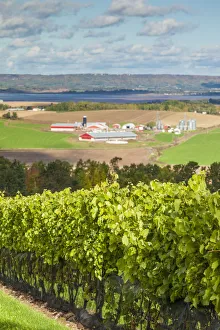 Canada, Nova Scotia, Annapolis Valley, Wolfville, a local vineyard