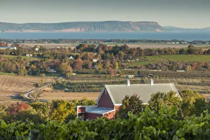 Canada, Nova Scotia, Annapolis Valley, Wolfville, a local vineyard