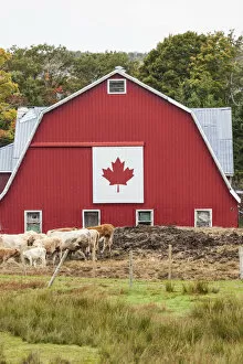 Images Dated 13th March 2019: Canada, Nova Scotia, East Bay, barn with Canadian flag, autumn