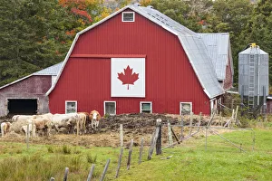 Canada, Nova Scotia, East Bay, barn with Canadian flag, autumn