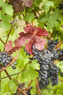 Canada, Ontario, Niagara Escarpment Wine Country, St. Catherines, vineyard, autumn Canada, Ontario, Niagara Escarpment Wine Country, St. Catherines, vineyard, autumn