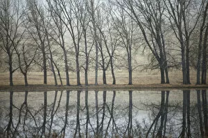 Canada. Trees reflected in a pond on the Canadian prairie
