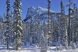 Images Dated 11th July 2023: The Canadian Rocky Mountains, Yoho National Park, British Columbia, Canada