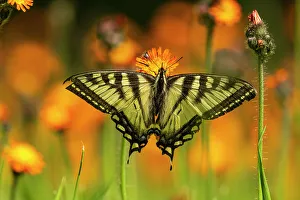 Poikilotherm Prints: Canadian tiger swallowtail (Papilio Canadensis), Greater Sudbury, Ontario, Canada