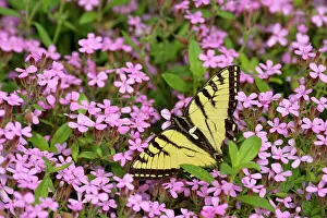 Poikilotherm Prints: Canadian tiger swallowtail (Papilio Canadensis) Nectaring garden flowers