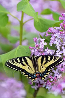 Shrubs Prints: Canadian tiger swallowtail (Papilio Canadensis) nectaring lilac flowers
