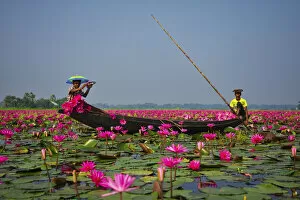 Images Dated 19th January 2021: Canal of water lily, Satla, Barisal, Bangladesh