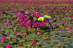 Canal of water lily, Satla, Barisal, Bangladesh