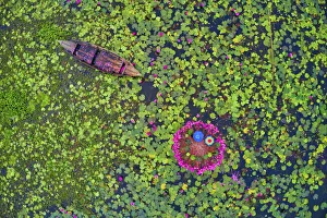 Canal of water lily, Satla, Barisal, Bangladesh