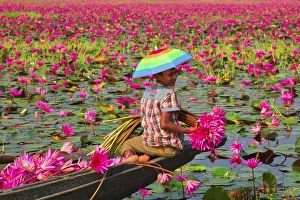 Canal of water lily, Satla, Barisal, Bangladesh