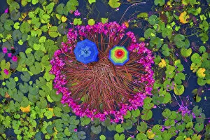 Drone Collection: Canal of water lily, Satla, Barisal, Bangladesh