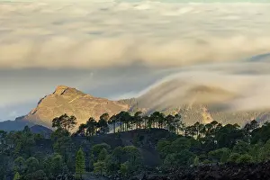 Teide Prints: Canary Island Pine Forest with clouds moving over the Atlantic during a long exposure