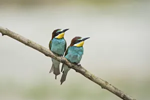 Canneto sull Oglio, Mantova, Lombardy, Italy Copy of bee-eaters on a branc