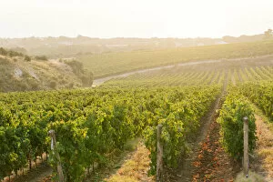 Images Dated 7th January 2021: Cannonau and Vermentino Vineyards in Sardinia Island, Italy