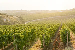 Stintino Prints: Cannonau and Vermentino Vineyards in Sardinia Island, Italy
