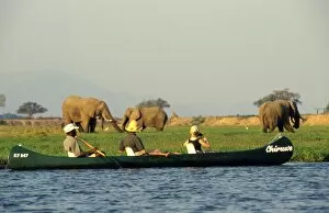 African Elephants Gallery: Canoeing on the Zambezi River